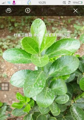 小米手机拍照时出现绿色偏色怎么解决？需要调整哪些设置？
